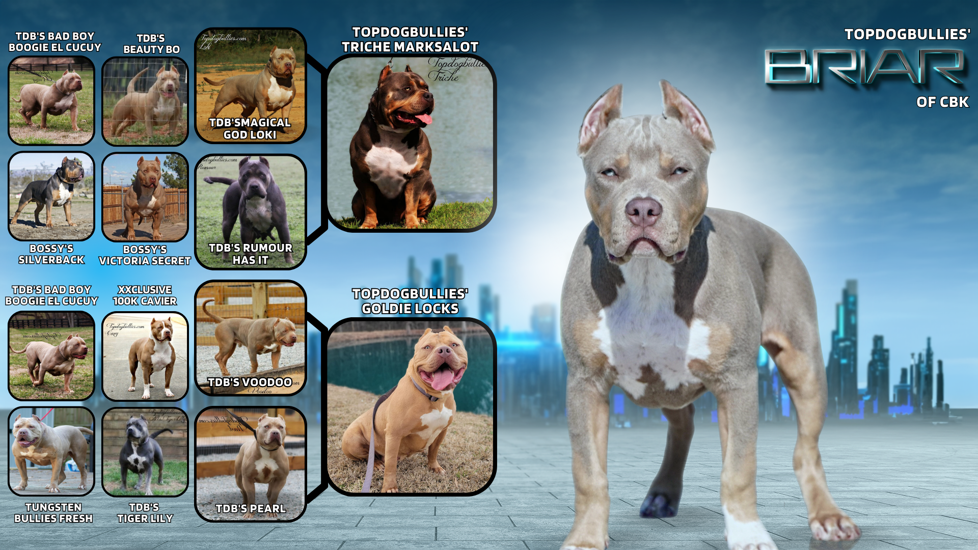 Pedigree banner for TopdogBullies' Briar Rose of Cyber Bully Kennels