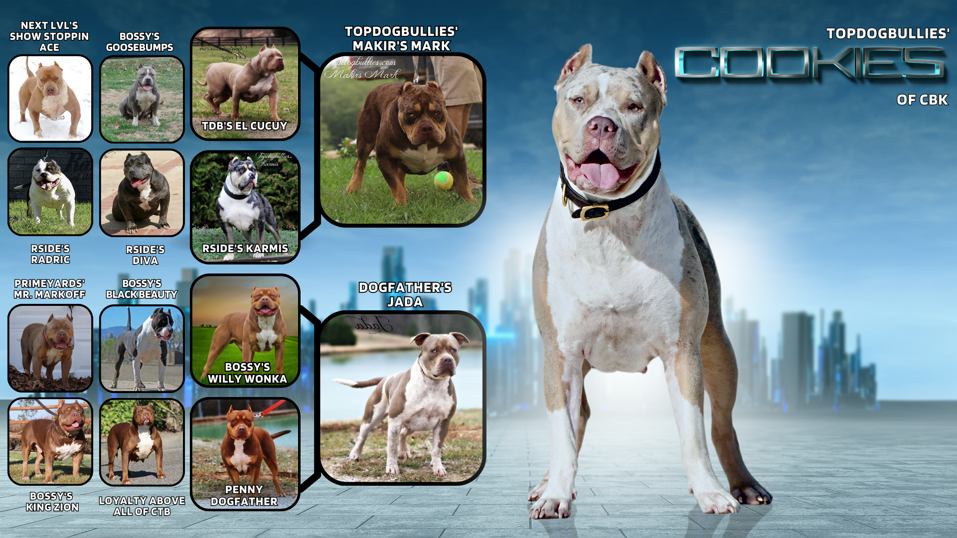 CBK Cookies Pedigree banner for Cookies of Cyber Bully Kennels