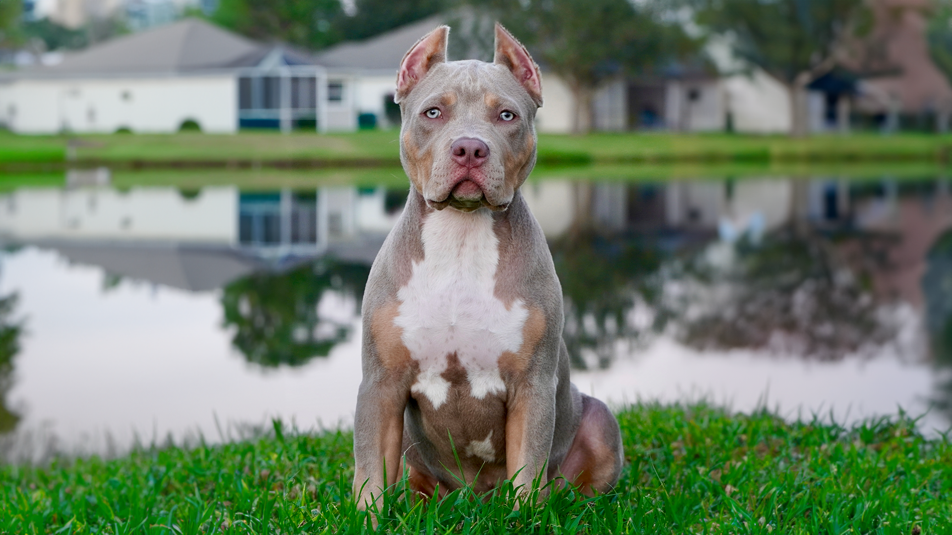 Read more about the article What To Look For When Choosing Your Bully Puppy