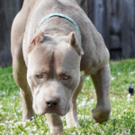 Choosing the Right Bully Breeder