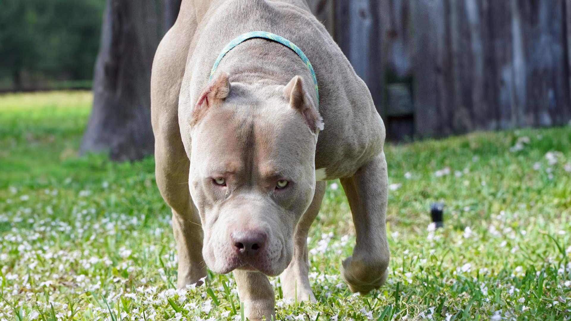 You are currently viewing Choosing the Right Bully Breeder