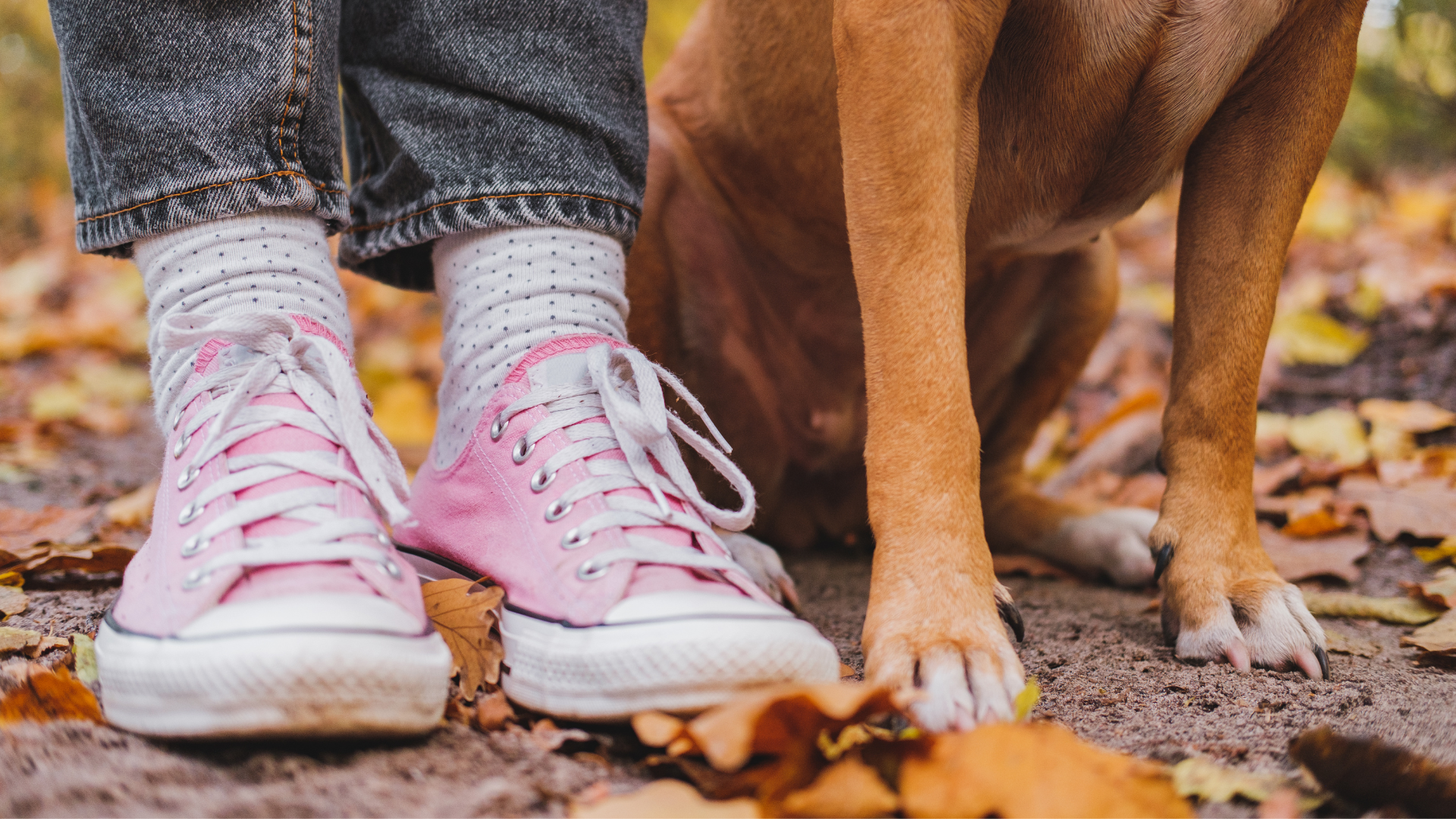 You are currently viewing Preventing East/West Feet In Your American Bully Puppy