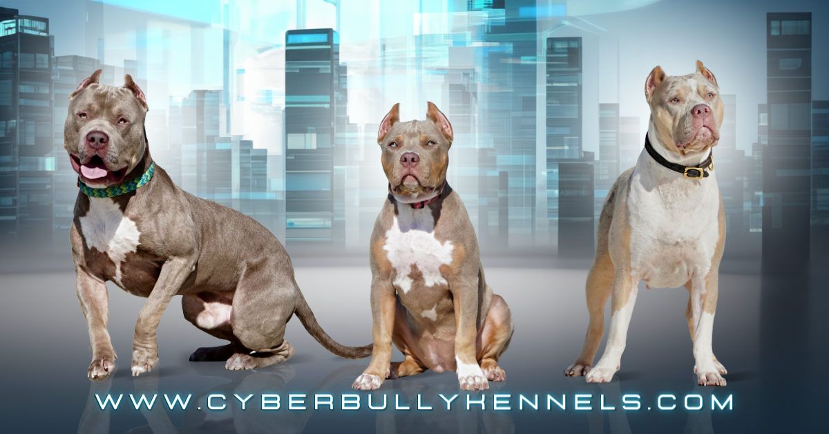 XL American Bully Puppies For Sale