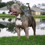 The Difference Between the Pitbull and the American Bully