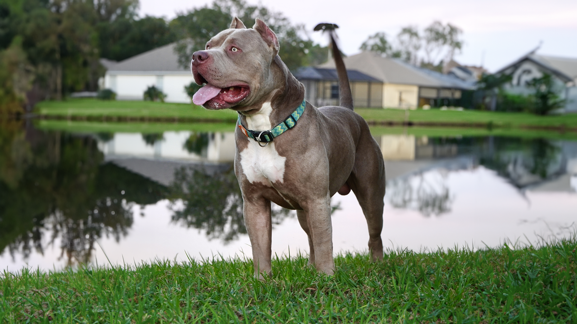 You are currently viewing The Difference Between the Pitbull and the American Bully