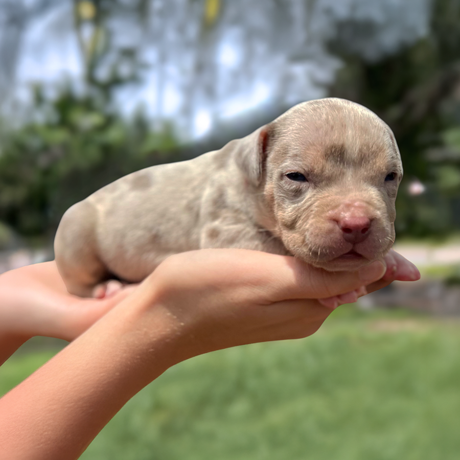 Lilac tri merle XL Bullies for sale near me Florida male B