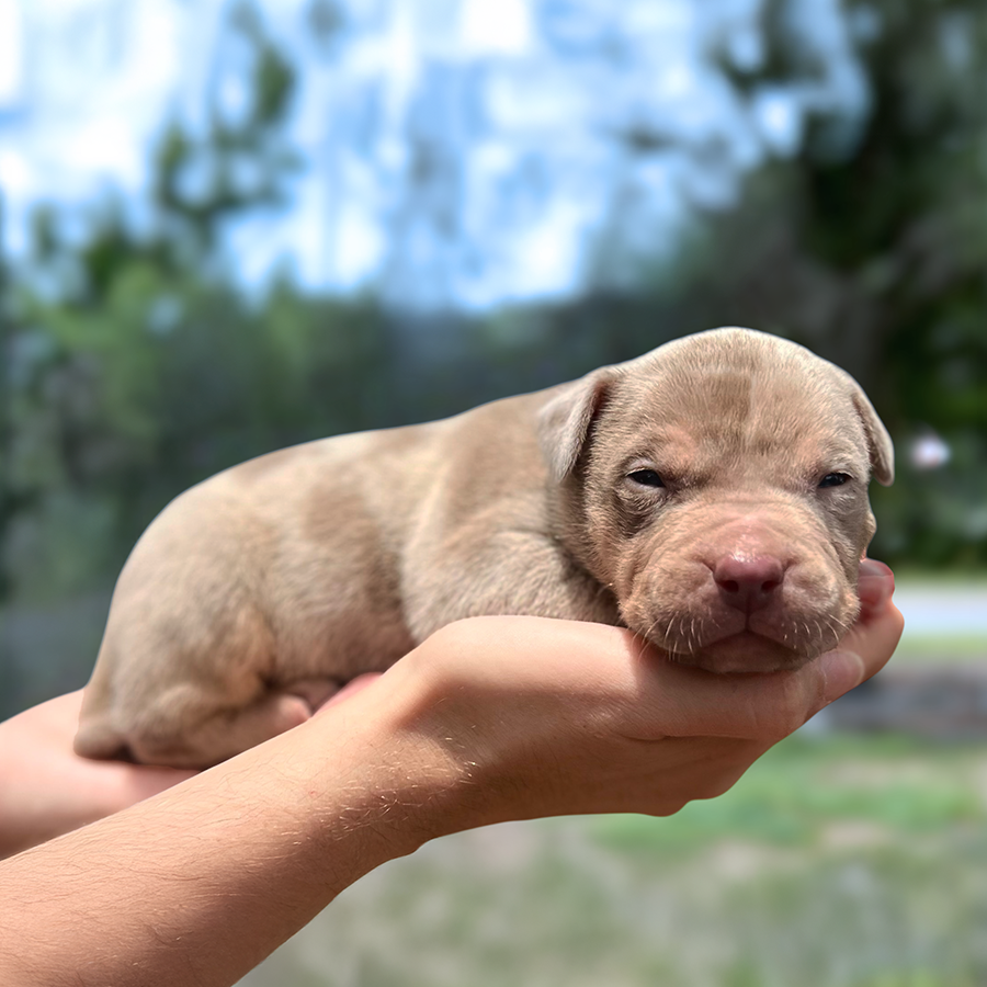 Lilac tri merle XL Bullies for sale near me male A