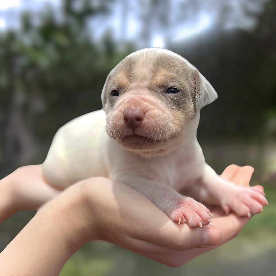 Piebald lilac tri XL Bully puppy from Florida American Bully breeders Female E
