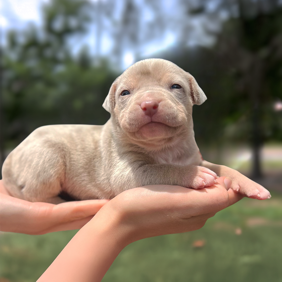 lilac tri XL American Bully puppy from Florida Bully breeders Female C