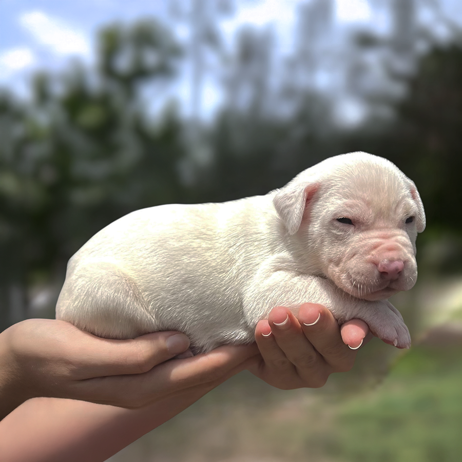 platinum tri XL American Bully puppy from Florida Bully breeders